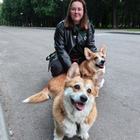 Догситтер
