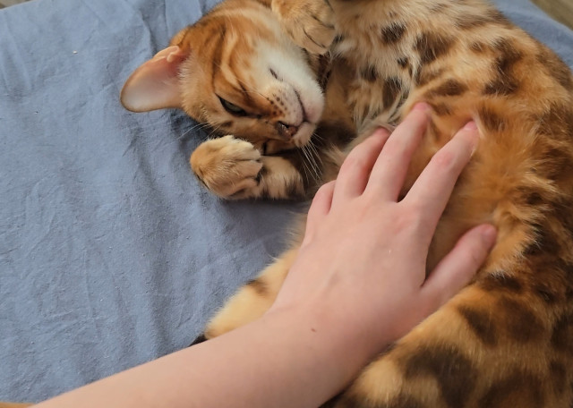 Догситтер Анастасия К. — передержка собак, Краснодар, фото 8