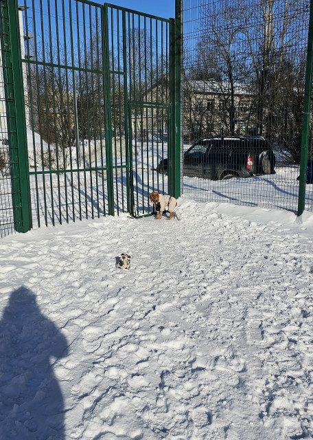 Догситтер Андрей Т. — передержка собак, СанктПетербург, фото 9