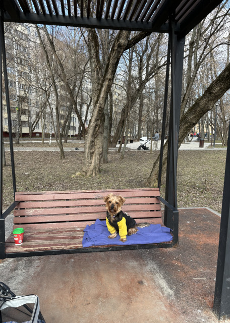 Догситтер Дарья С. — передержка собак, Москва, фото 8