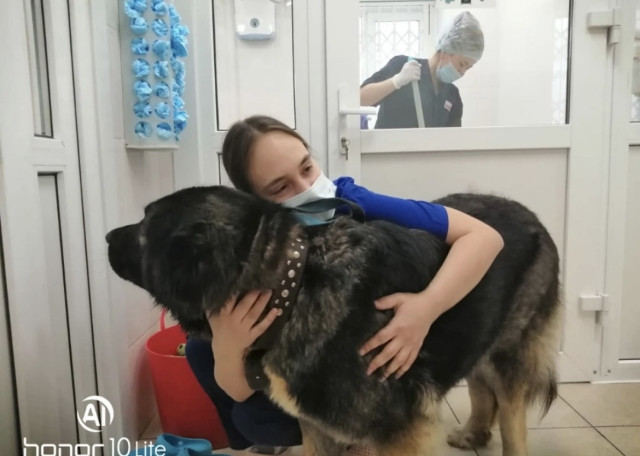Догситтер Инга Ш. — передержка собак, Новосибирск, фото 1