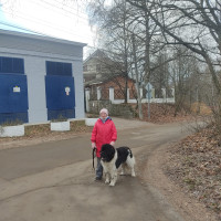 Догситтер