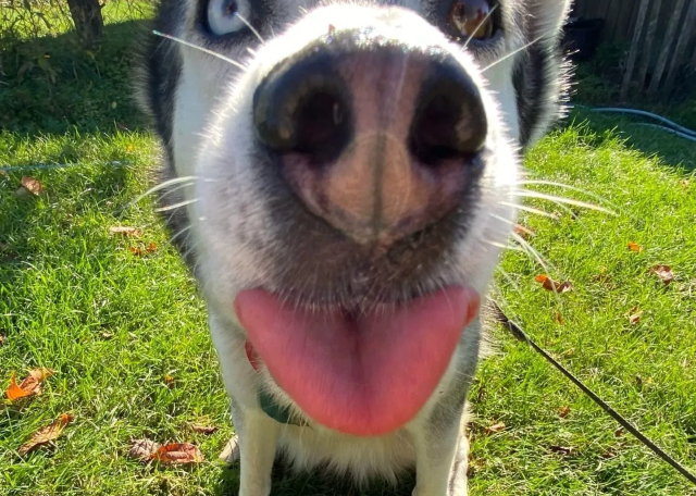 Догситтер Дарья К. — передержка собак, СанктПетербург, фото 8