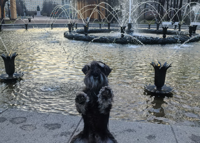 Догситтер София Р. — передержка собак, СанктПетербург, фото 10