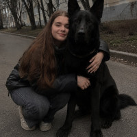 Догситтер