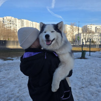Догситтер