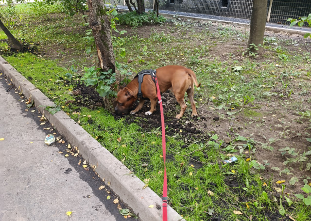 Догситтер Влада З. — передержка собак, Москва, фото 16