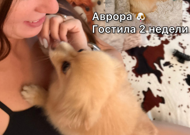 Догситтер Светлана Т. — передержка собак, СанктПетербург, фото 1