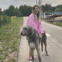 Догситтер