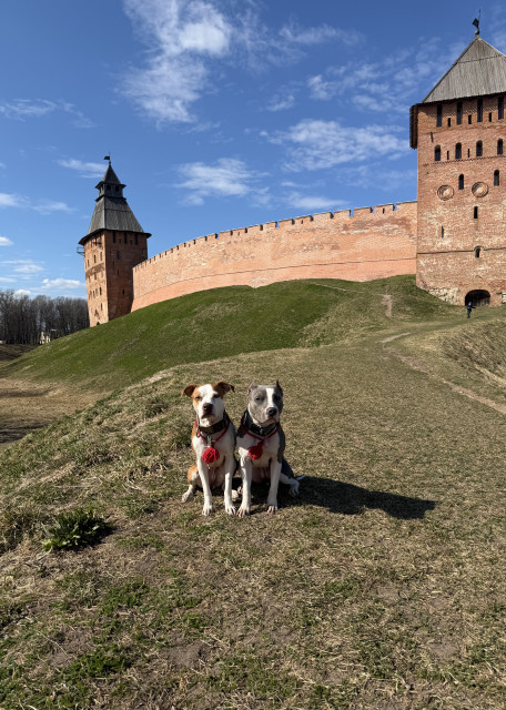 Догситтер Валерий К. — передержка собак, СанктПетербург, фото 7