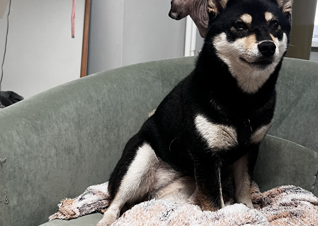 Догситтер Евгения Г. — передержка собак, Новосибирск, фото 15