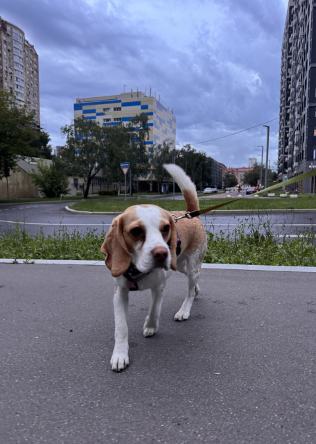 Догситтер Ульяна Б. — передержка собак, Москва, фото 18