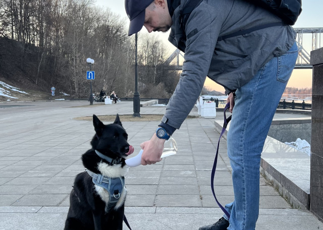 Догситтер Андрей М. — передержка собак, Москва, фото 3