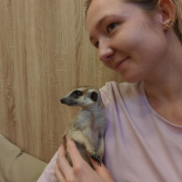 Догситтер