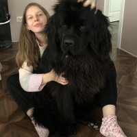 Догситтер