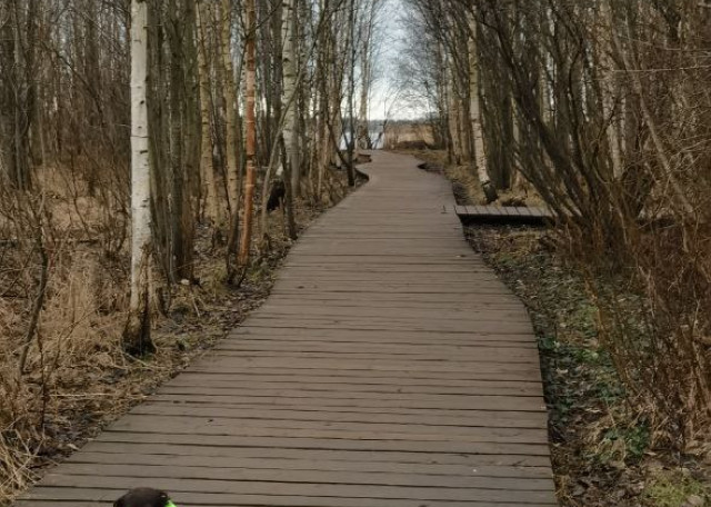 Догситтер Александра П. — передержка собак, СанктПетербург, фото 12