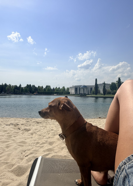 Догситтер Мария Б. — передержка собак, Москва, фото 13