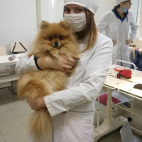Догситтер