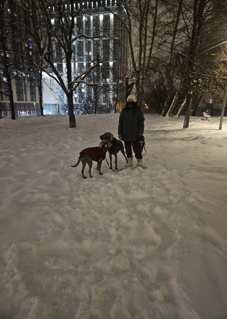 Догситтер Юлия Т. — передержка собак, Москва, фото 5
