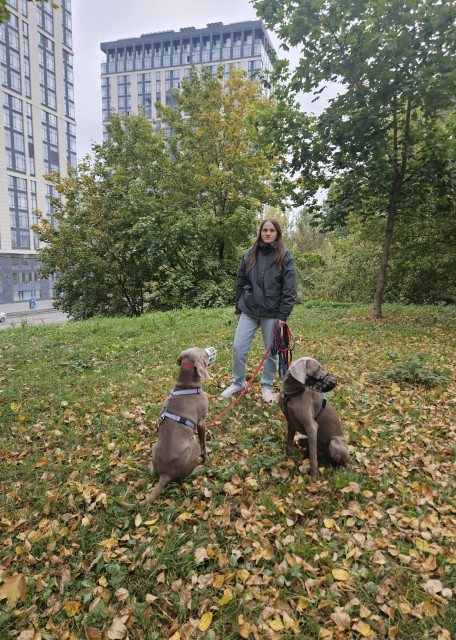 Догситтер Юлия Т. — передержка собак, Москва, фото 2