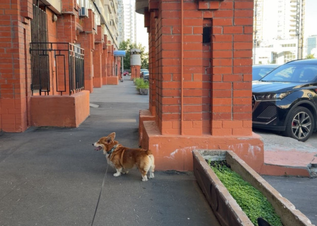 Догситтер Анна К. — передержка собак, Москва, фото 5