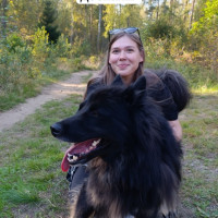 Догситтер