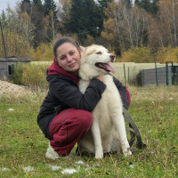 Догситтер