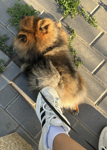 Догситтер Варвара В. — передержка собак, Москва, фото 4