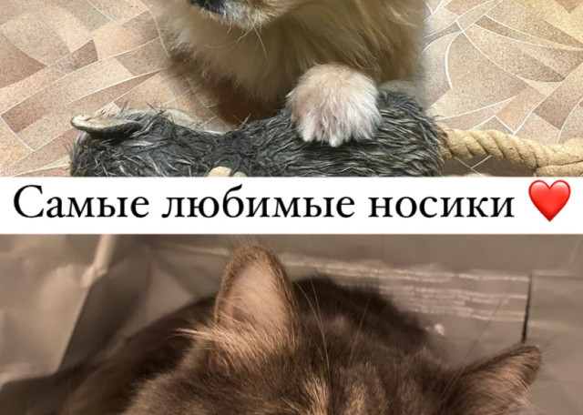 Догситтер Екатерина Д. — передержка собак, СанктПетербург, фото 6
