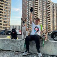 Догситтер