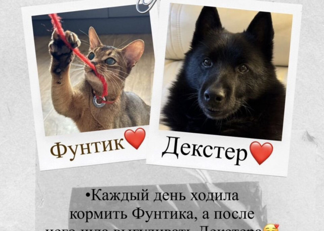 Догситтер Анастасия Л. — передержка собак, посёлок, фото 4