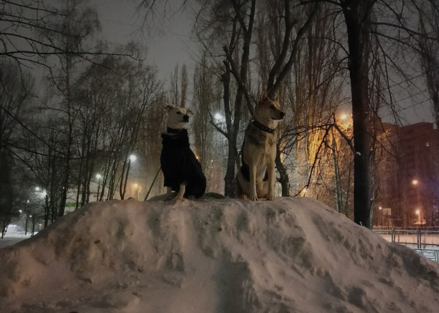 Догситтер Алина П. — передержка собак, Воронеж, фото 2