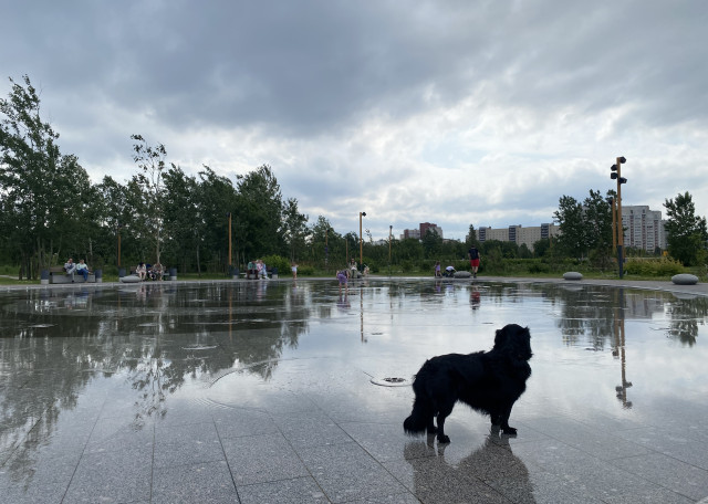 Догситтер Ольга Р. — передержка собак, СанктПетербург, фото 11
