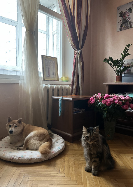Догситтер Лариса Н. — передержка собак, Москва, фото 8