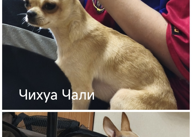 Догситтер Юлия И. — передержка собак, Калуга, фото 18