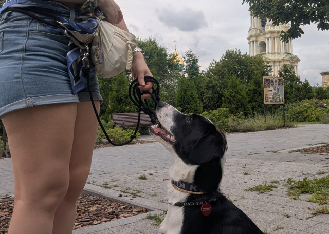 Догситтер Екатерина Л. — передержка собак, Москва, фото 3