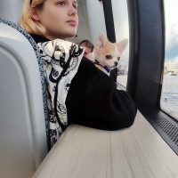Догситтер
