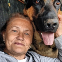 Догситтер