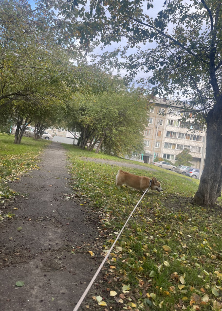 Догситтер Оксана Б. — передержка собак, Иркутск, фото 4