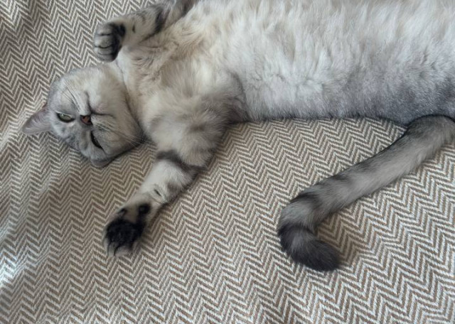 Догситтер Маргарита М. — передержка собак, Москва, фото 11