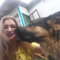 Догситтер