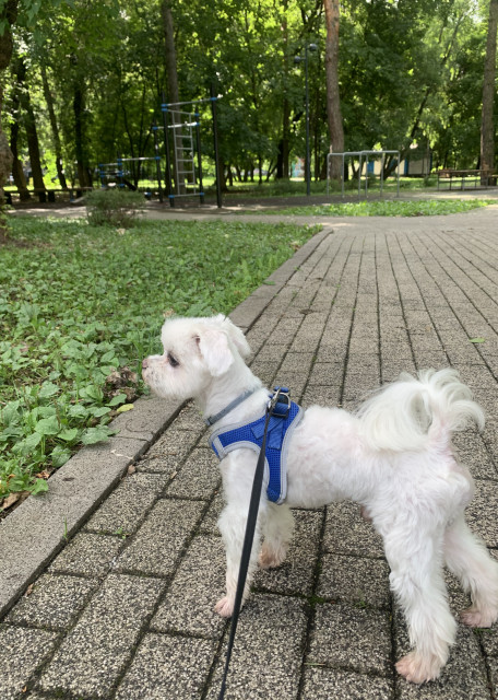 Догситтер Ирина М. — передержка собак, Москва, фото 8