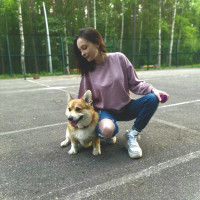 Догситтер
