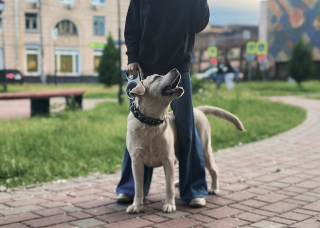 Догситтер Анастасия К. — передержка собак, Москва, фото 2