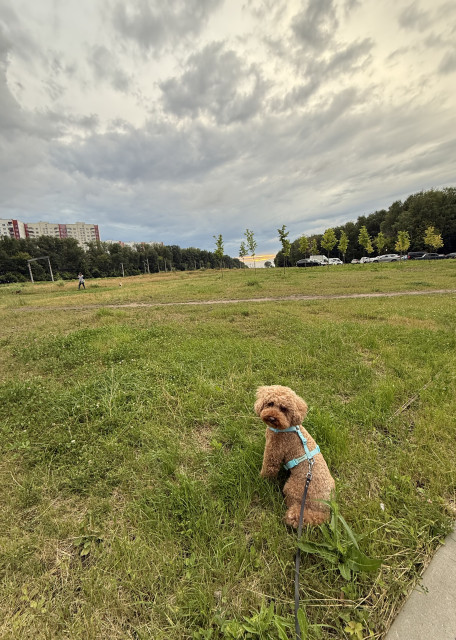 Догситтер Валерия Ф. — передержка собак, Москва, фото 14