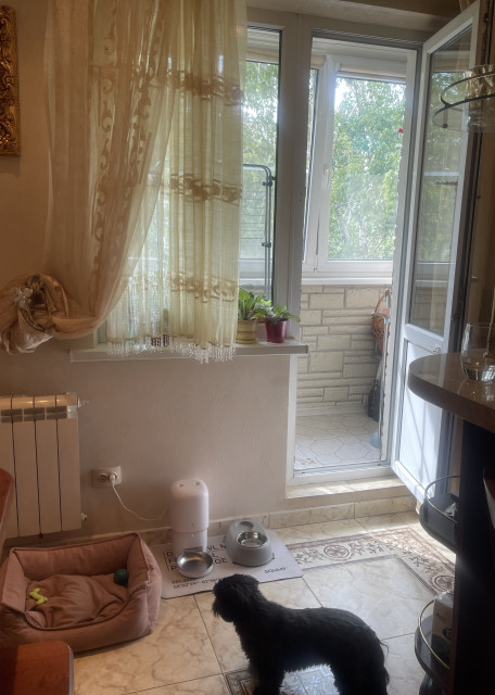Догситтер Анна Л. — передержка собак, Москва, фото 18