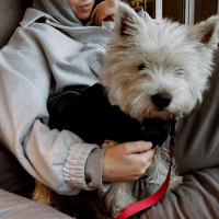 Догситтер Татьяна