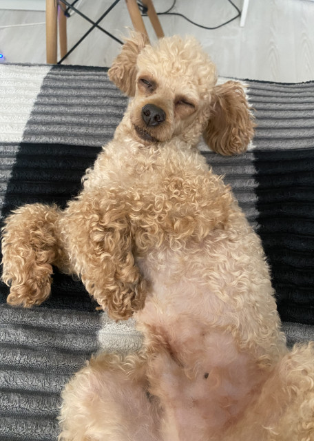 Догситтер Алёна П. — передержка собак, деревня, фото 14