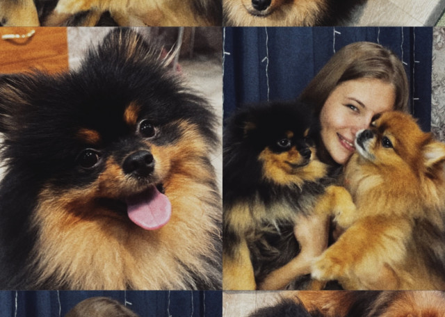 Догситтер Юлия А. — передержка собак, Москва, фото 14