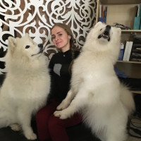 Догситтер